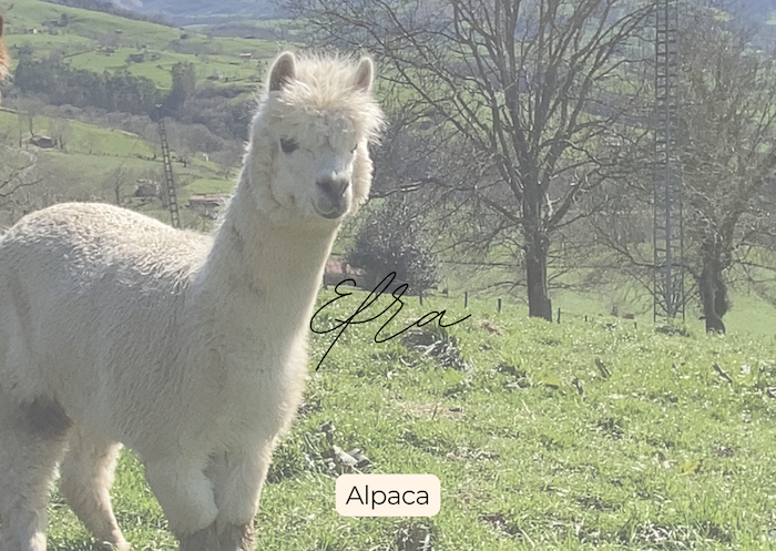 Alpaca - Alpacas El Camino