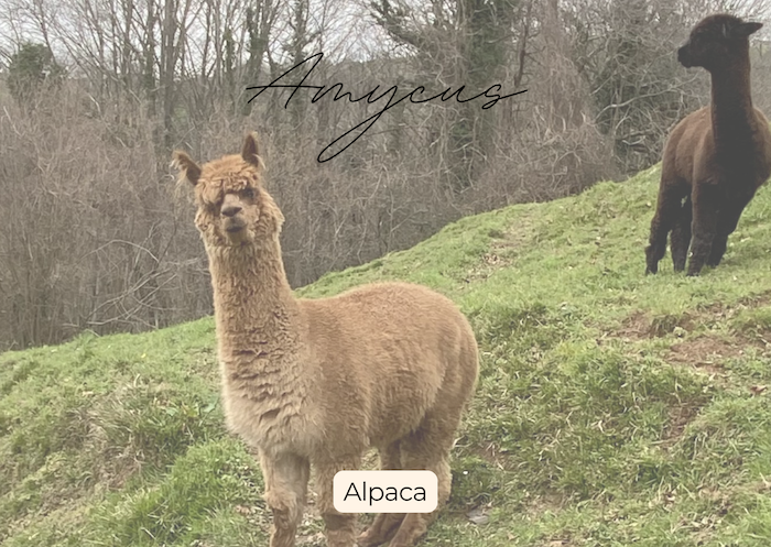Alpaca - Alpacas El Camino