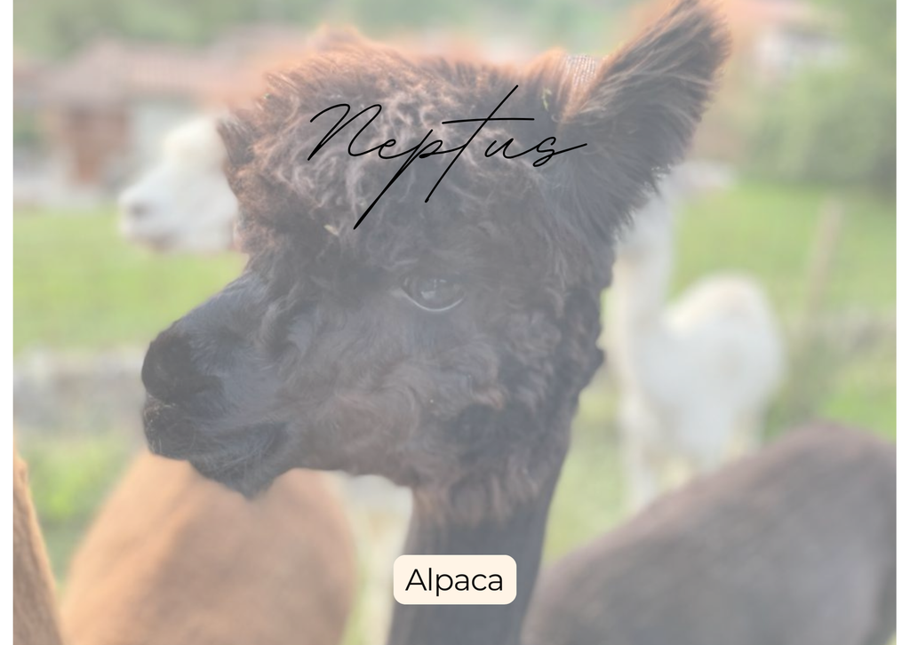 Alpaca - Alpacas El Camino