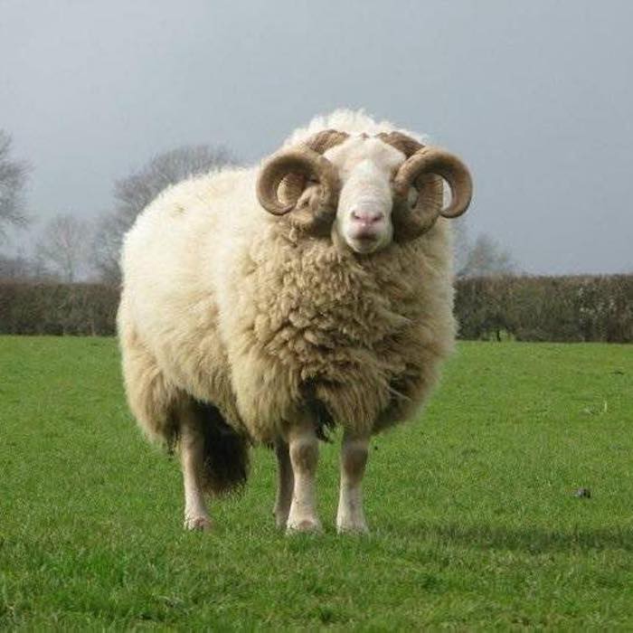 Spin wool - Whitefaced Woodland - Alpacas El Camino